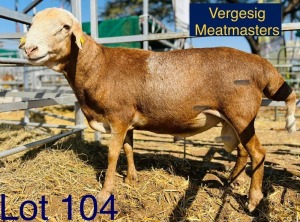 LOT 4 1X Boer Goat Buck Innocent Bimbo