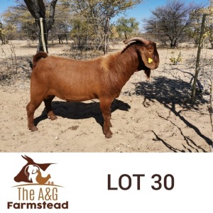 LOT 30 1X Kalahari Red Buck Lekuka Investments