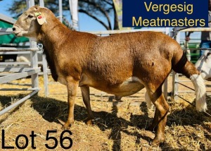 LOT 56 1X Meatmaster Ram Hendrik Bekker