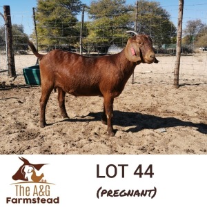 LOT 44 1X Kalahari Red Doe Lekuka Investments