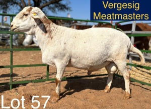 LOT 57 1X Meatmaster Ram Hendrik Bekker