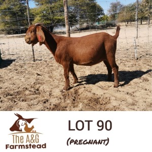 LOT 90 1X Kalahari Red Doe Lekuka Investments