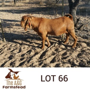 LOT 66 1X Kalahari Red Buck Lekuka Investments