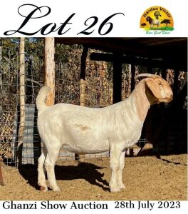 LOT 26 1X Boer Goat Doe Hardus Visser