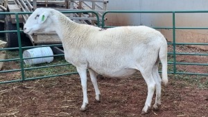 LOT 100A 1X MEATMASTER EWE JPH BOERDERY