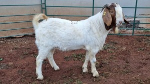 LOT 103 1X BOERBOK BUCK JACQUES COMBRINK