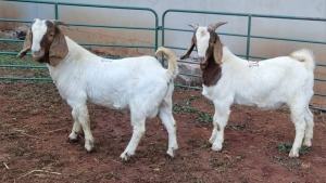 LOT 105 2X BOERBOK BUCK JACQUES COMBRINK