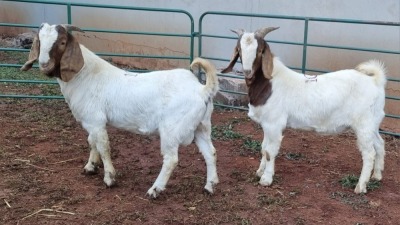 LOT 105 2X BOERBOK BUCK JACQUES COMBRINK