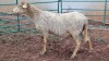 LOT 108 1X MEATMASTER EWE VINCENT