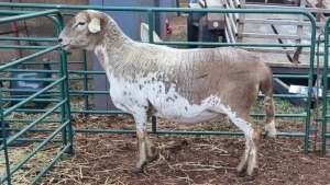 LOT 106 1X MEATMASTER EWE VINCENT