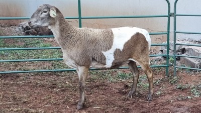 LOT 107 1X MEATMASTER EWE VINCENT