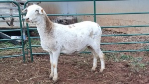 LOT 109 1X MEATMASTER EWE VINCENT