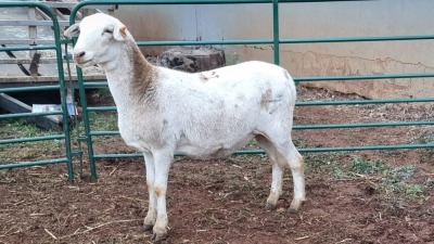 LOT 109 1X MEATMASTER EWE VINCENT