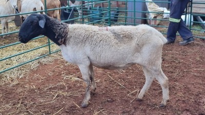 LOT 110 1X DORPER EWE VINCENT