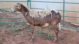 LOT 114 1X MEATMASTER EWE MAROELA MEATMASTERS