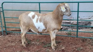 LOT 117 1X MEATMASTER RAM PETRUS