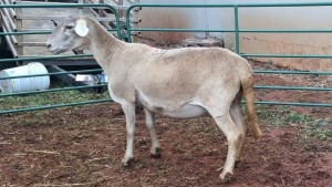 LOT 132 1X MEATMASTER EWE AFRICAN ELITE FARMING