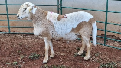 LOT 143 1X MEATMASTER RAM LAPFONTEIN MEATMASTERS