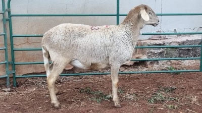 LOT 163 1X MEATMASTER EWE OLIVE BRANCH