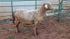 LOT 165 1X MEATMASTER EWE MAROELA MEATMASTERS