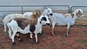 LOT 166 4X MEATMASTER EWE MAROELA MEATMASTERS