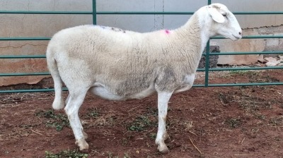 LOT 175 1X MEATMASTER EWE KLIPPUT MEATMASTERS