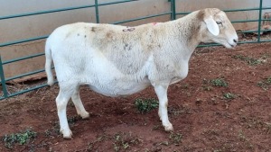 LOT 188 1X MEATMASTER EWE OLIVE BRANCH