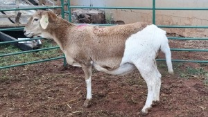 LOT 226 1X MEATMASTER EWE LAPFONTEIN MEATMASTERS