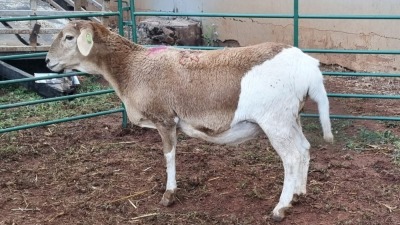 LOT 226 1X MEATMASTER EWE LAPFONTEIN MEATMASTERS