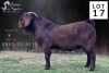 1X KALAHARI RED STUD BUCK Salmon van Huyssteen Boer Goat Stud