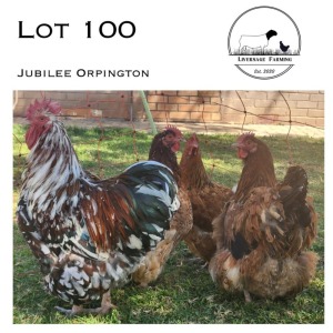 3X Jubilee Orpington Rooster + Hen LIVERSAGE FARMING