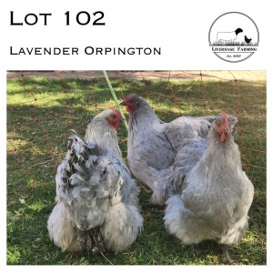 3X Lavender Orpington Hen LIVERSAGE FARMING