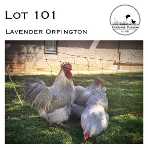 3X Lavender Orpington Rooster + Hen LIVERSAGE FARMING