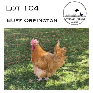 1X Buff Orpington Rooster LIVERSAGE FARMING