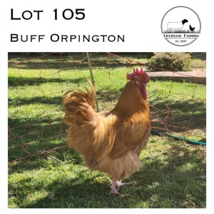 1X Buff Orpington Rooster LIVERSAGE FARMING