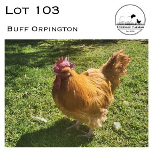 1X Buff Orpington Rooster LIVERSAGE FARMING