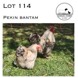 2X Pekin Bantam Rooster + Hen LIVERSAGE FARMING