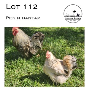 2X Pekin Bantam Rooster + Hen LIVERSAGE FARMING