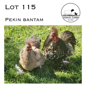 2X Pekin Bantam Rooster + Hen LIVERSAGE FARMING