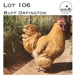 1X Buff Orpington Rooster LIVERSAGE FARMING