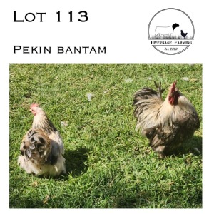 2X Pekin Bantam Rooster + Hen LIVERSAGE FARMING