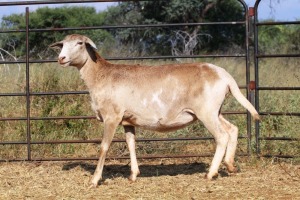 1X OOI/EWE Thaba Meatmasters - Chris Barkhuizen - 076 8506726 (Highest Bidder may choose A, B or C of Lot round or take all - Pay per piece. Choice once per Lot round, Rest to take all)