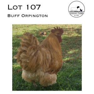 1X Buff Orpington Rooster LIVERSAGE FARMING