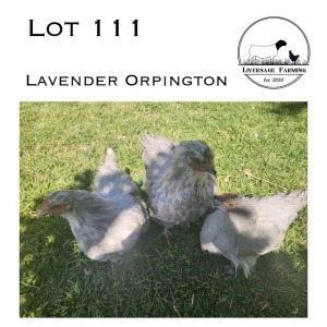 3X Lavender Orpington Hen LIVERSAGE FARMING