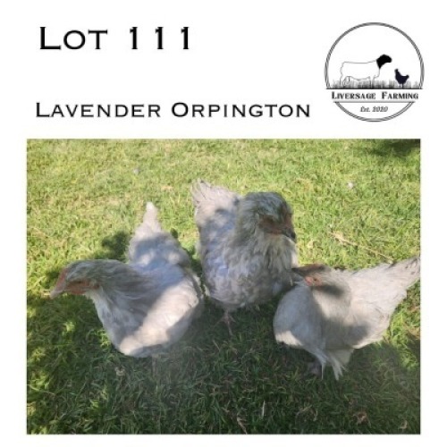 3X Lavender Orpington Hen LIVERSAGE FARMING