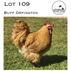 1X Buff Orpington Rooster LIVERSAGE FARMING