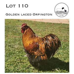 1X Golden Laced Orpington Rooster LIVERSAGE FARMING