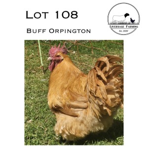 1X Buff Orpington Rooster LIVERSAGE FARMING