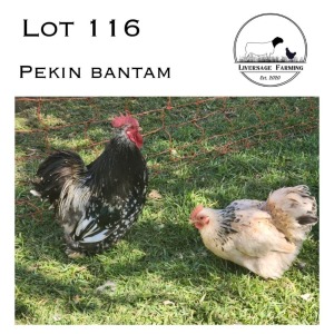 2X Pekin Bantam Rooster + Hen LIVERSAGE FARMING