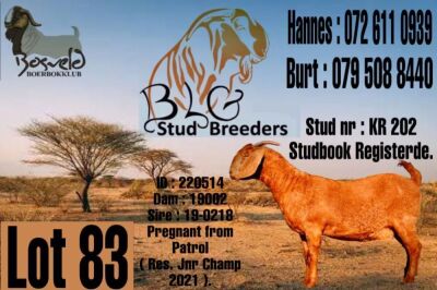 1X KALAHARI RED STUD DOE BLG Stud Breeders